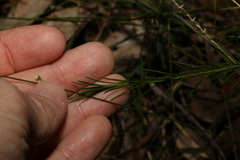 Platysace linearifolia