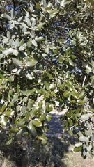 Quercus rotundifolia