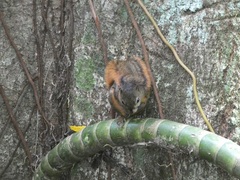 Sciurus granatensis