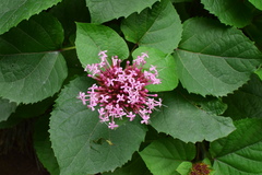 Clerodendrum bungei