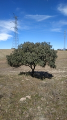 Quercus rotundifolia