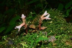 Goodyera biflora