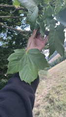 Acer pseudoplatanus
