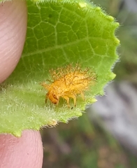 Henosepilachna sumbana