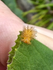 Henosepilachna sumbana