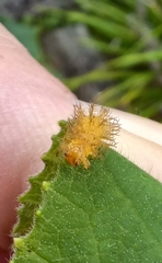 Henosepilachna sumbana