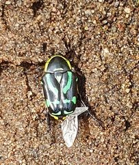 Chlorobapta frontalis