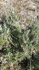 Lavandula