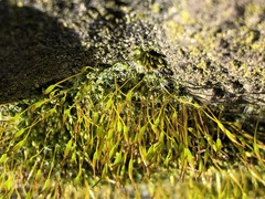 Tortula muralis