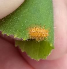 Henosepilachna sumbana