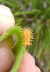 Henosepilachna sumbana