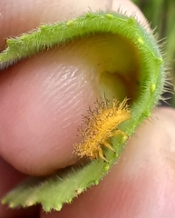 Henosepilachna sumbana