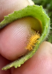 Henosepilachna sumbana