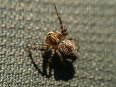 Oxyopes ramosus