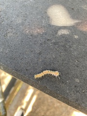 Trichiocercus sparshalli