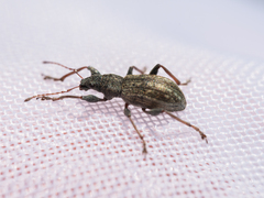 Polydrusus confluens