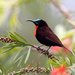 Scarlet-chested Sunbird - Photo (c) Francesco Veronesi, some rights reserved (CC BY-NC-SA)