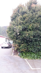 Hemiphaga novaeseelandiae