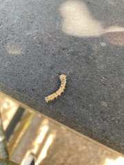 Trichiocercus sparshalli