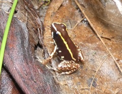 Phyllobates lugubris