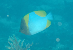 Hemitaurichthys polylepis