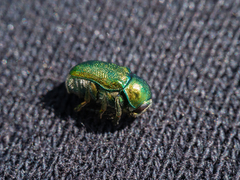 Cryptocephalus sericeus