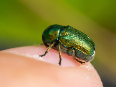 Cryptocephalus sericeus