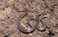 Trimetopon pliolepis