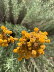 Chrysocephalum semipapposum