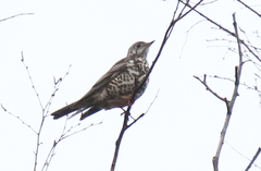 Turdus viscivorus