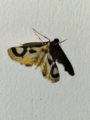 Theila siennata