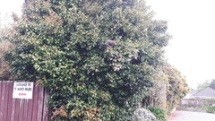 Hemiphaga novaeseelandiae