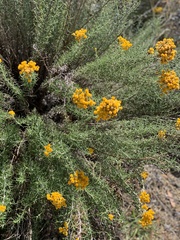 Chrysocephalum semipapposum