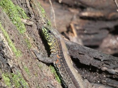 Holcosus quadrilineatus