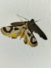 Theila siennata