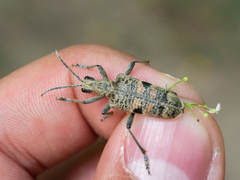 Rhagium mordax