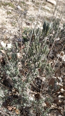 Lavandula pedunculata
