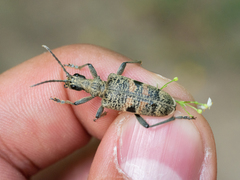 Rhagium mordax
