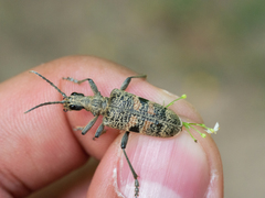 Rhagium mordax
