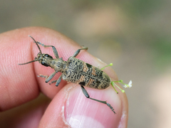 Rhagium mordax