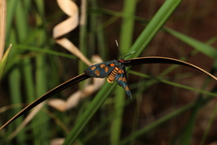 Amata nigriceps