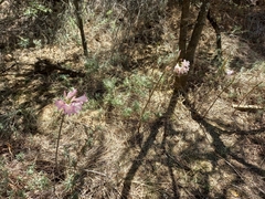 Amaryllis belladonna