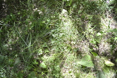 Peucedanum alsaticum