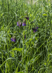 Symphytum × uplandicum