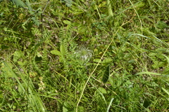 Clematis integrifolia