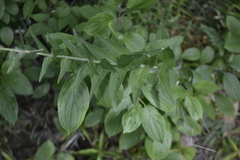 Campanula bononiensis