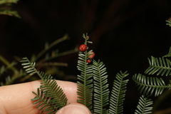 Austroacacidiplosis botrycephalae