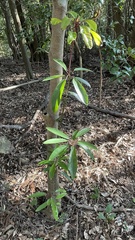 Daphniphyllum teijsmannii