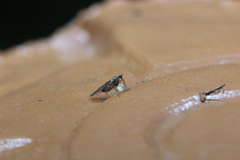 Hybotidae