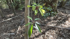 Daphniphyllum teijsmannii